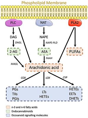 Current State of Fluid Lipid Biomarkers for Personalized Diagnostics and Therapeutics in Schizophrenia Spectrum Disorders and Related Psychoses: A Narrative Review